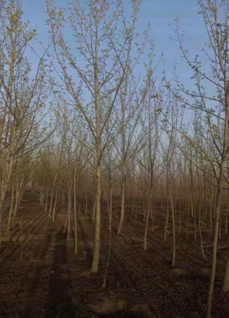 基地大量出售4-18公分枫杨规格齐全，货源充足，欢迎各