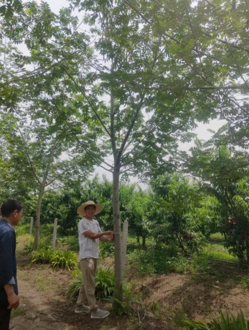 基地大量出售4-18公分枫杨规格齐全，货源充足，欢迎各