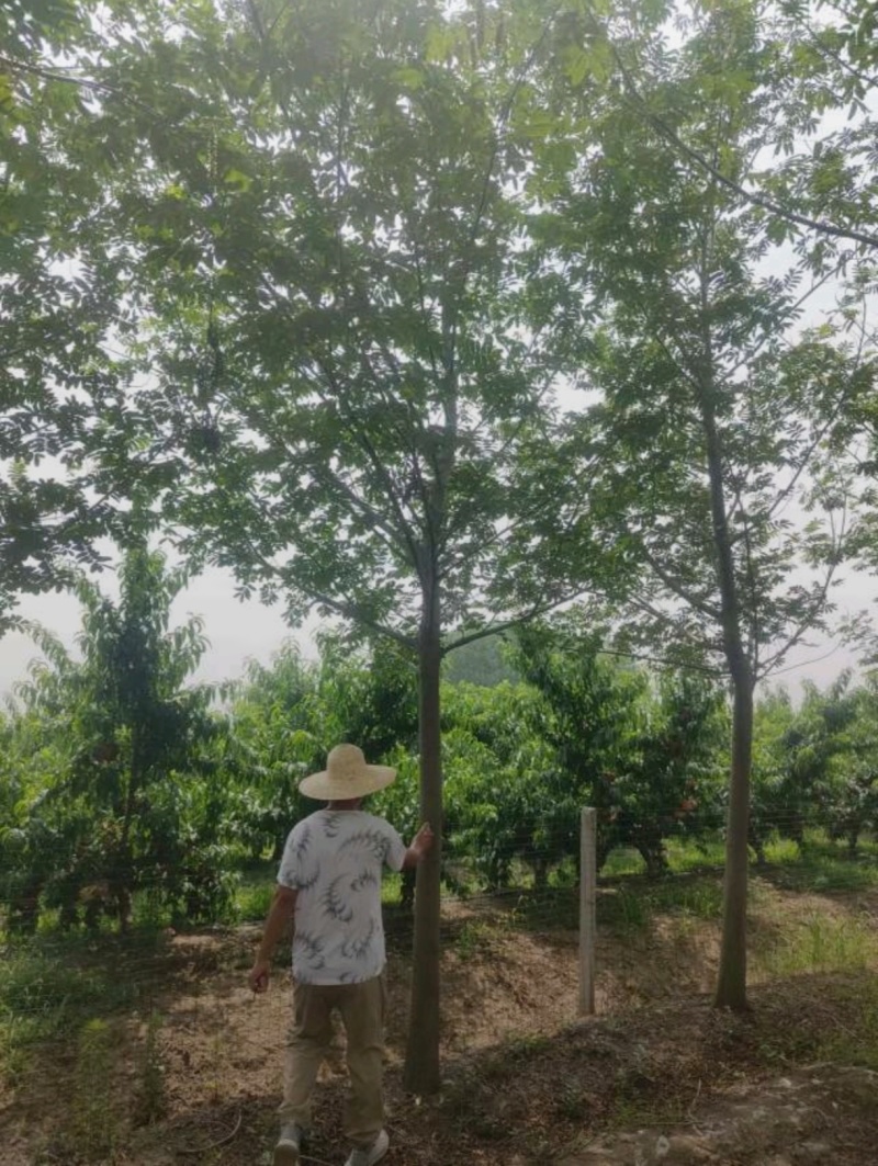基地大量出售4-18公分枫杨规格齐全，货源充足，欢迎各