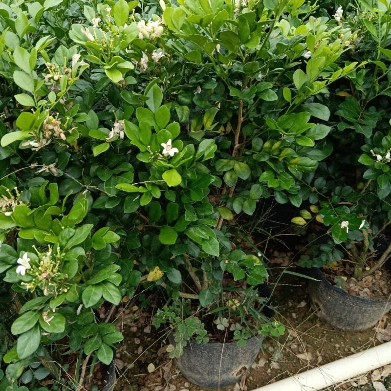 九里香/基地直销。9块/棵