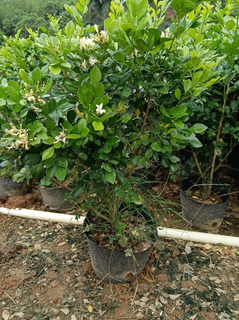 九里香/基地直销。9块/棵