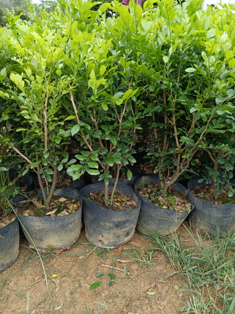 九里香/基地直销。9块/棵