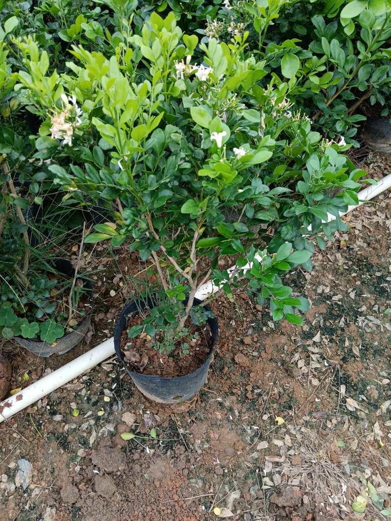 九里香/基地直销。9块/棵