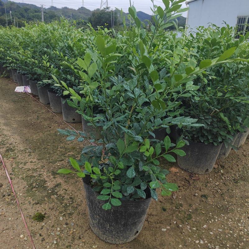 正宗九里香树苗四季盆栽开花浓香型花卉植物庭院室内阳台驱蚊
