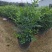 正宗九里香树苗四季盆栽开花浓香型花卉植物庭院室内阳台驱蚊