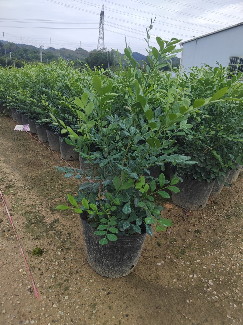 正宗九里香树苗四季盆栽开花浓香型花卉植物庭院室内阳台驱蚊