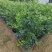 正宗九里香树苗四季盆栽开花浓香型花卉植物庭院室内阳台驱蚊