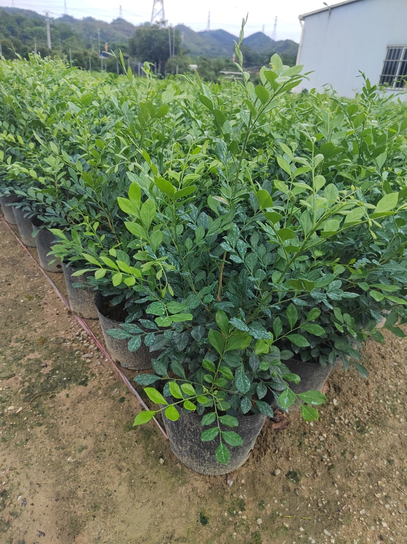 正宗九里香树苗四季盆栽开花浓香型花卉植物庭院室内阳台驱蚊