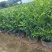 正宗九里香树苗四季盆栽开花浓香型花卉植物庭院室内阳台驱蚊