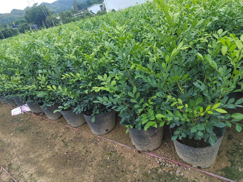 正宗九里香树苗四季盆栽开花浓香型花卉植物庭院室内阳台驱蚊