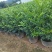 正宗九里香树苗四季盆栽开花浓香型花卉植物庭院室内阳台驱蚊