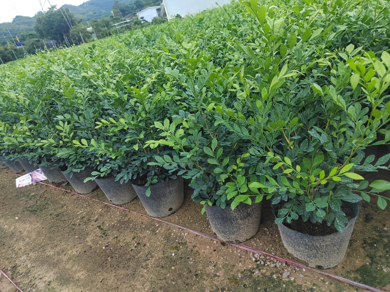 正宗九里香树苗四季盆栽开花浓香型花卉植物庭院室内阳台驱蚊