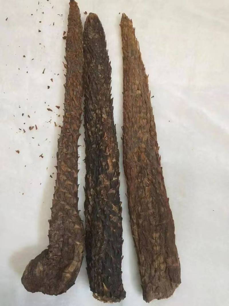 荒漠肉苁蓉