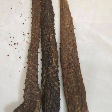 荒漠肉苁蓉