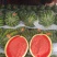 陕西西瓜，甜王西瓜🍉大量上市中，品质保证，物美价廉