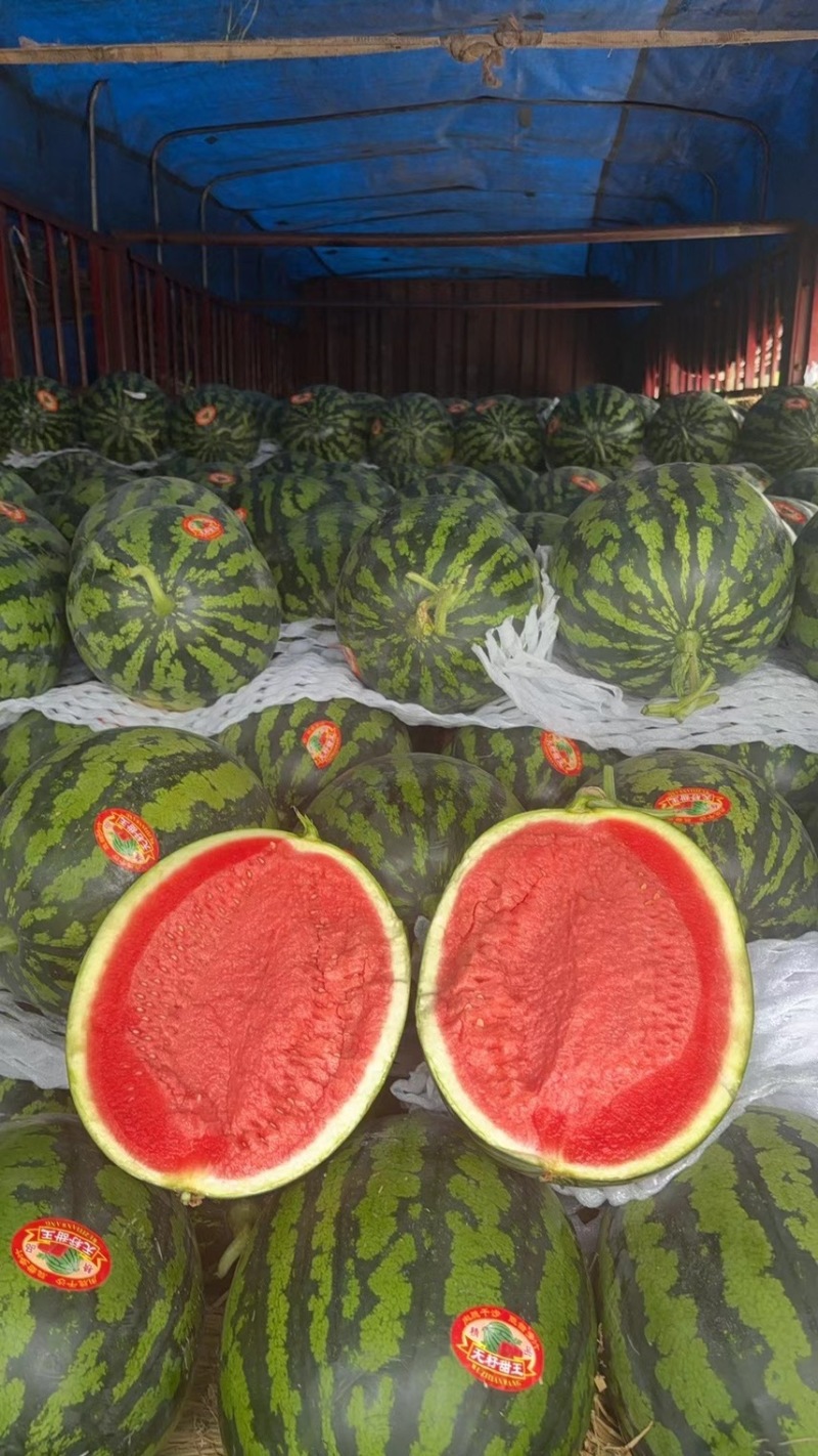 陕西西瓜，甜王西瓜🍉大量上市中，品质保证，物美价廉
