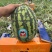 陕西西瓜，甜王西瓜🍉大量上市中，品质保证，物美价廉