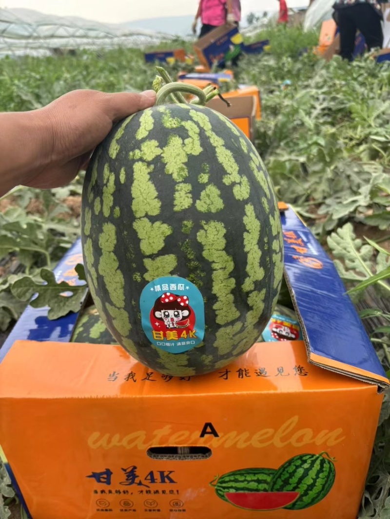 陕西西瓜，甜王西瓜🍉大量上市中，品质保证，物美价廉
