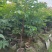 麻楝树苗别墅庭院遮荫风景树四季常青种植物户外绿化观叶绿植