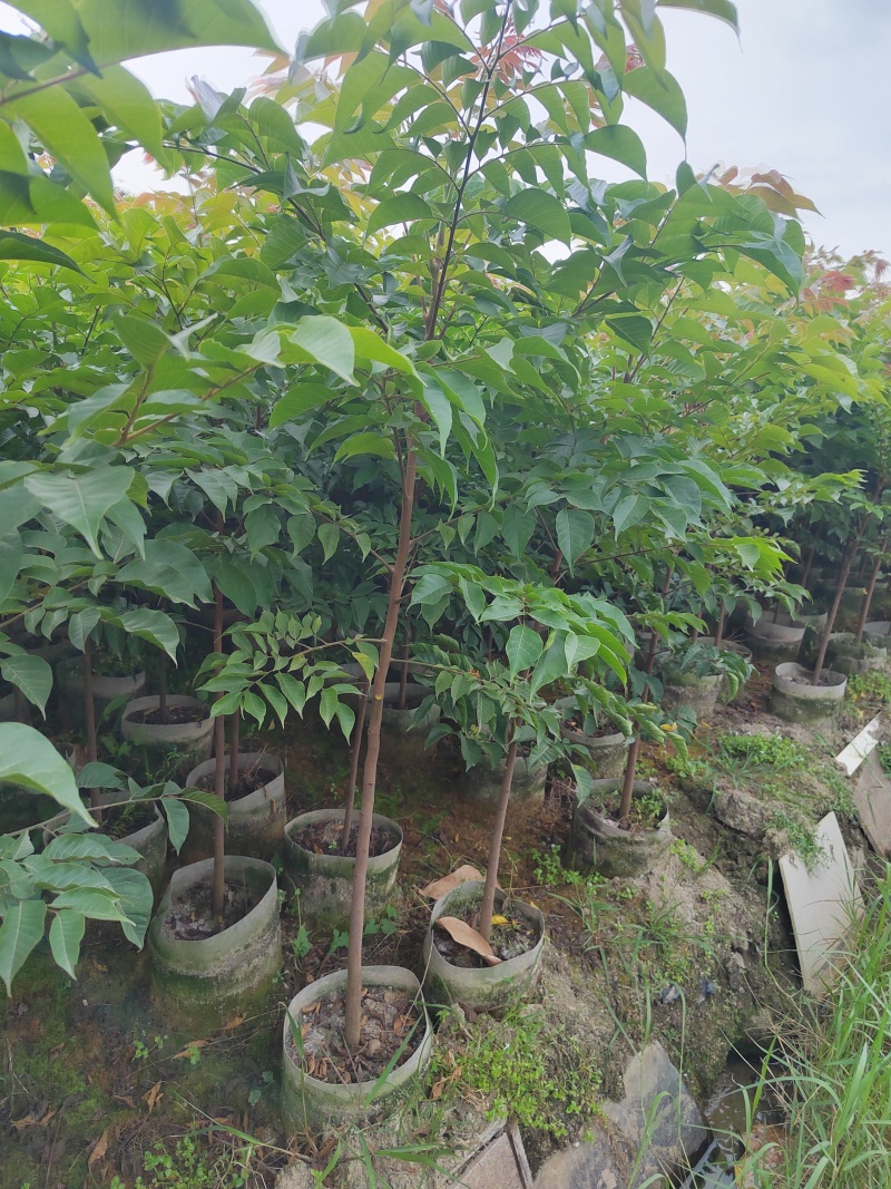 麻楝树苗别墅庭院遮荫风景树四季常青种植物户外绿化观叶绿植
