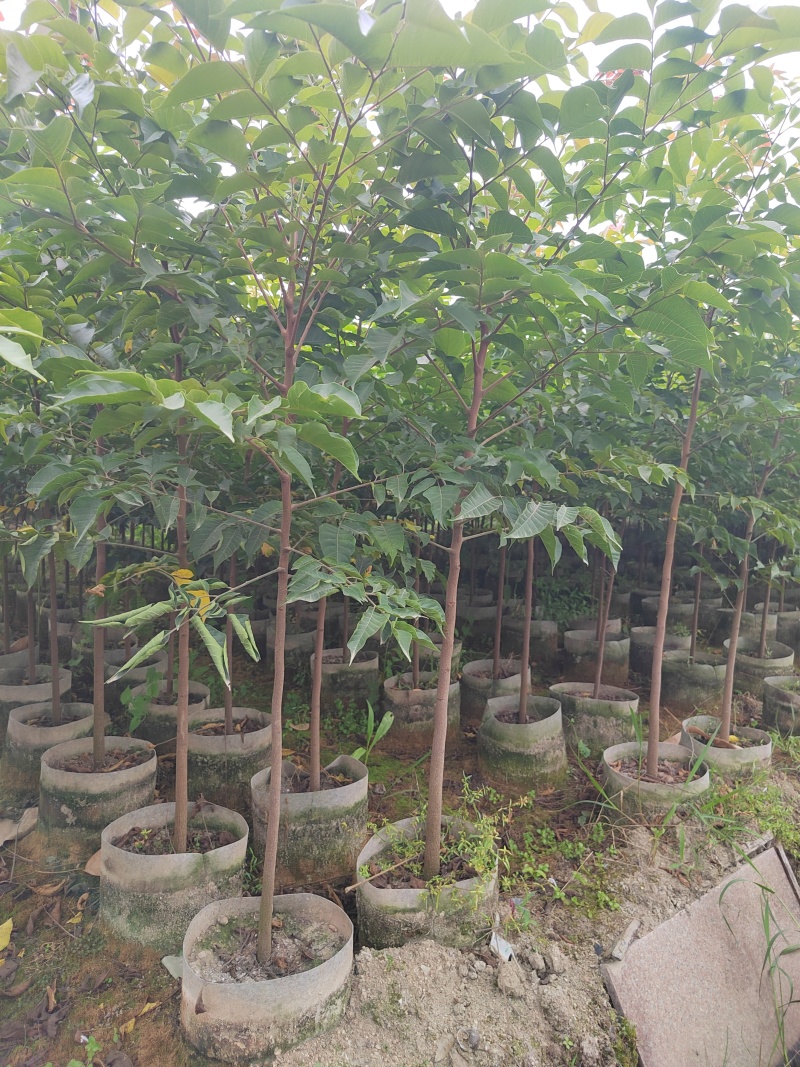麻楝树苗别墅庭院遮荫风景树四季常青种植物户外绿化观叶绿植