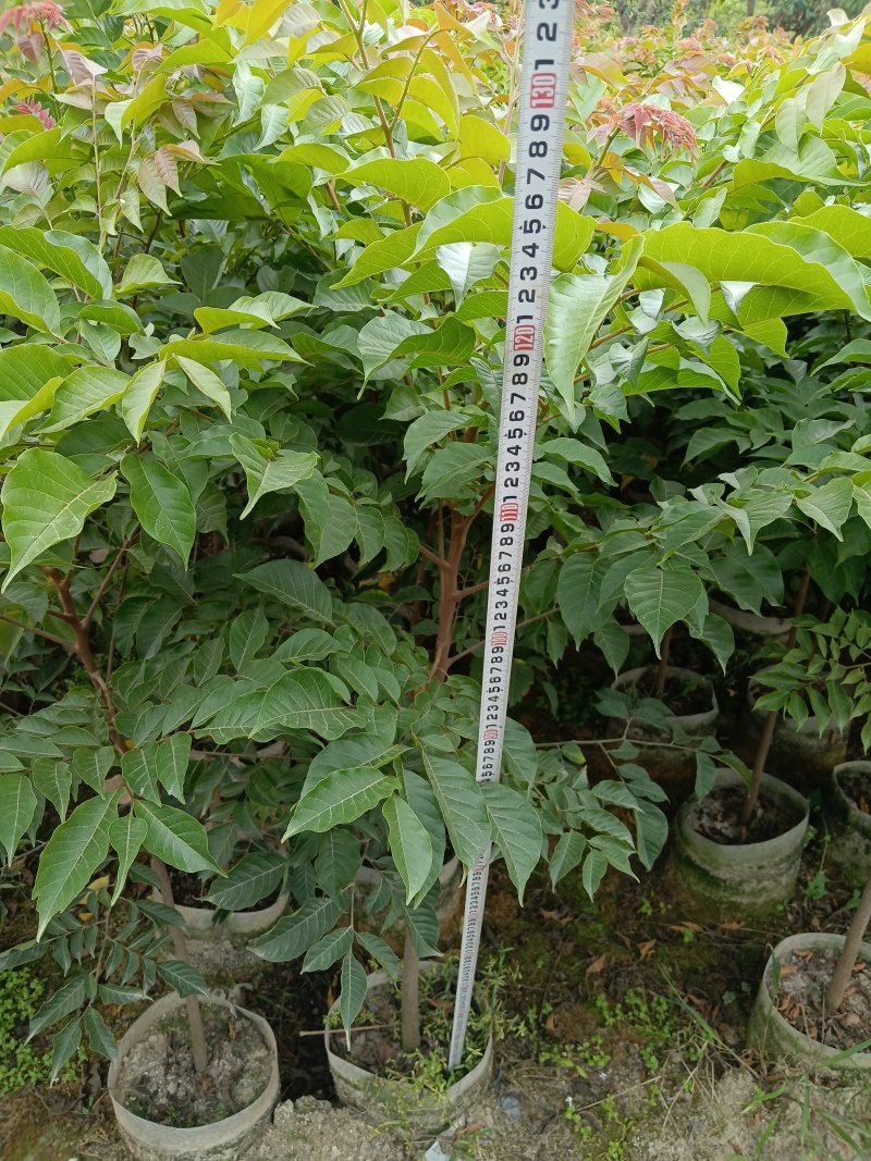 麻楝树苗别墅庭院遮荫风景树四季常青种植物户外绿化观叶绿植