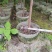 麻楝树苗别墅庭院遮荫风景树四季常青种植物户外绿化观叶绿植