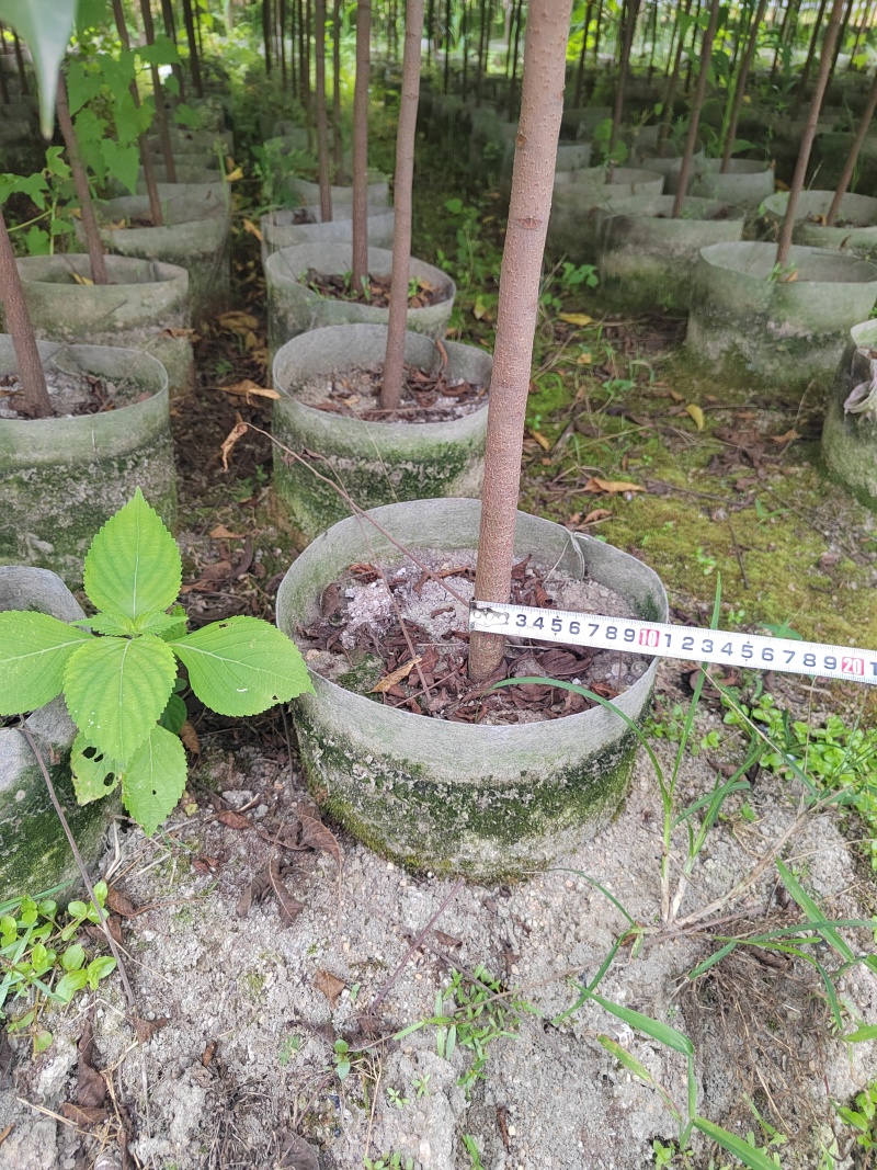 麻楝树苗别墅庭院遮荫风景树四季常青种植物户外绿化观叶绿植