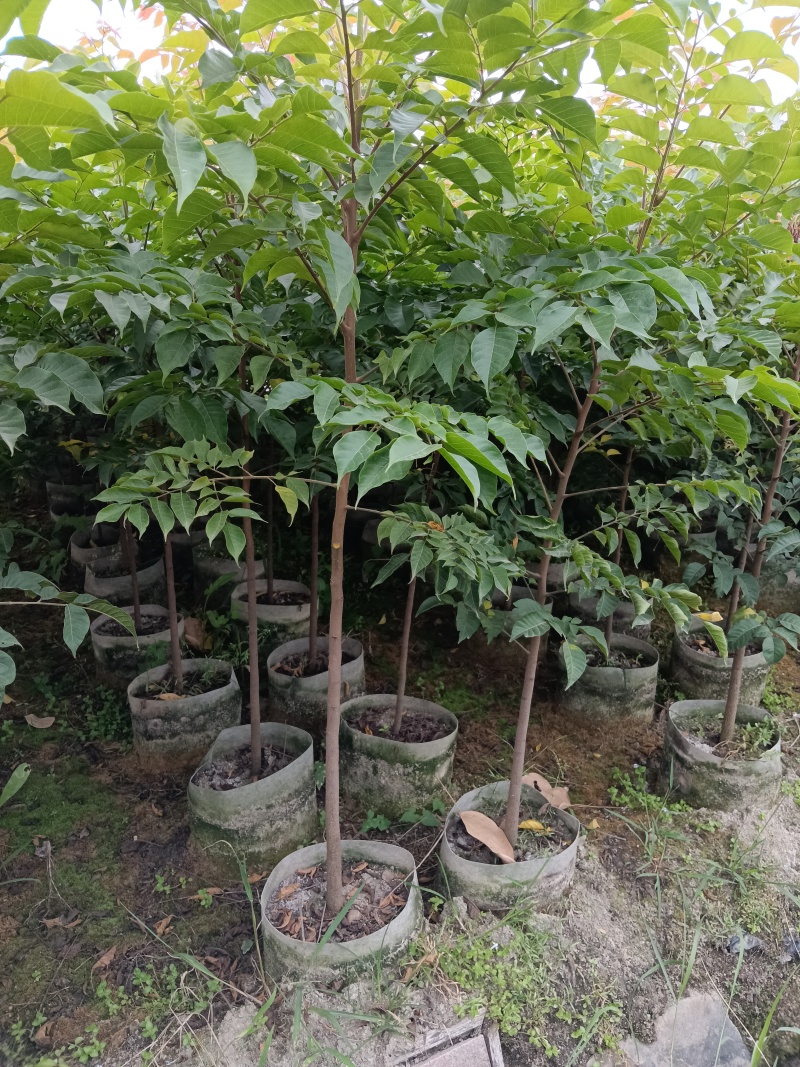 麻楝树苗别墅庭院遮荫风景树四季常青种植物户外绿化观叶绿植