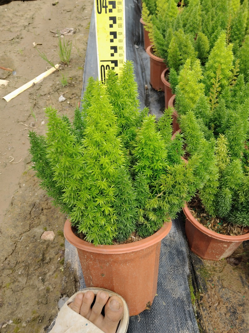 狐尾天门冬
