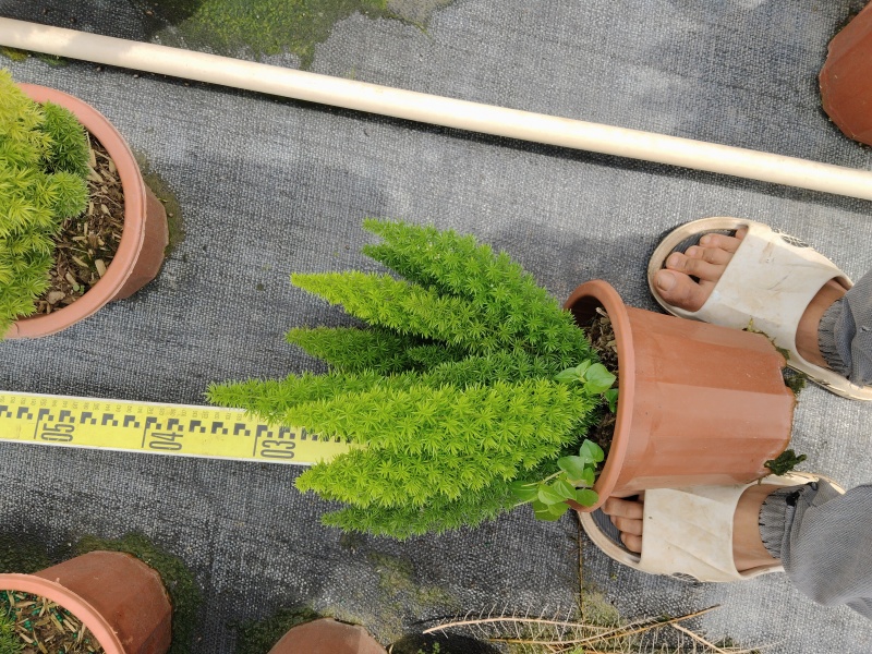 狐尾天门冬