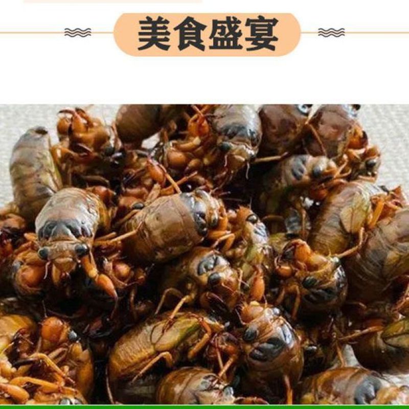 大个/大号知了猴金蝉新鲜活虫爬叉猴活体速冻蝉蛹冷冻唐僧肉