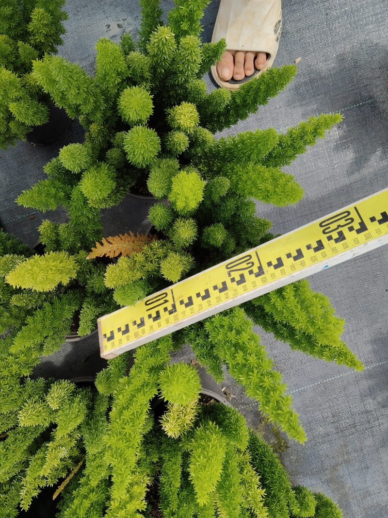 狐尾天门冬