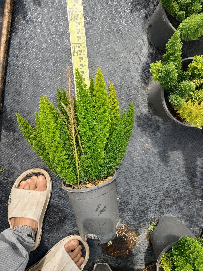狐尾天门冬