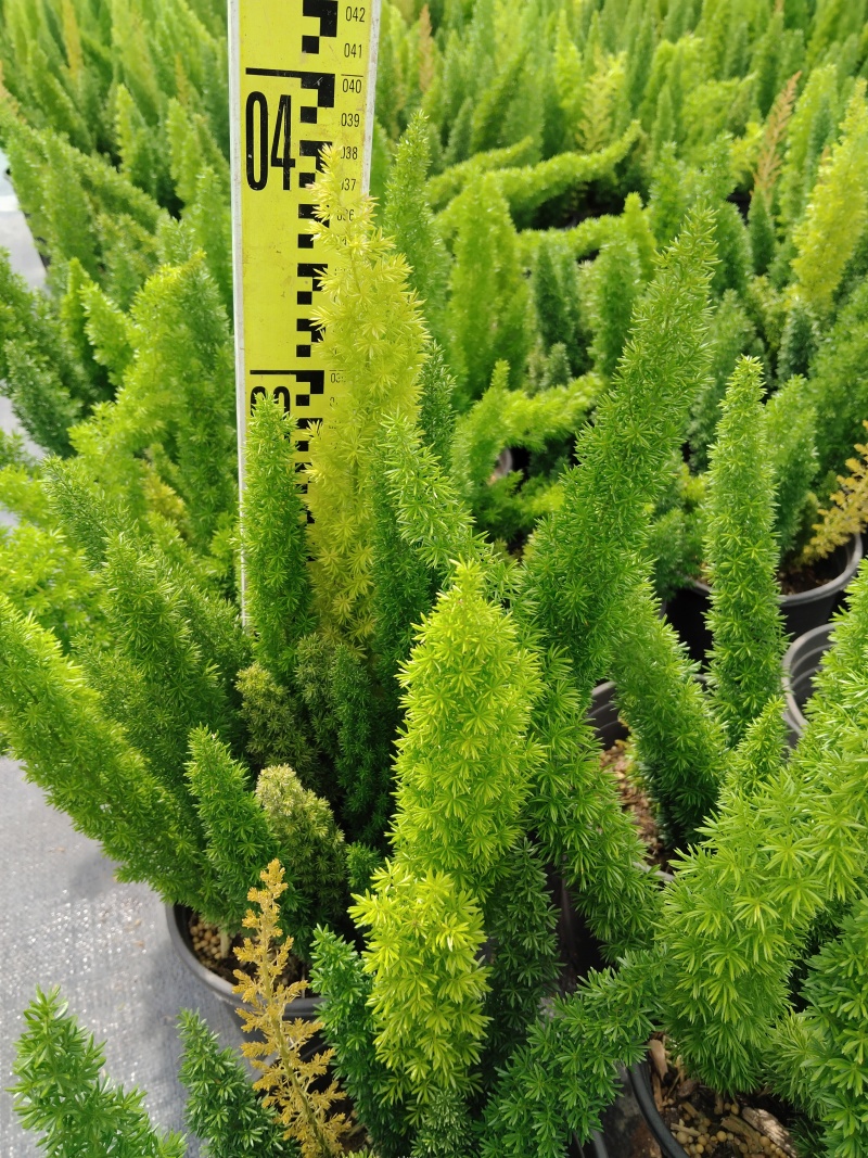 狐尾天门冬