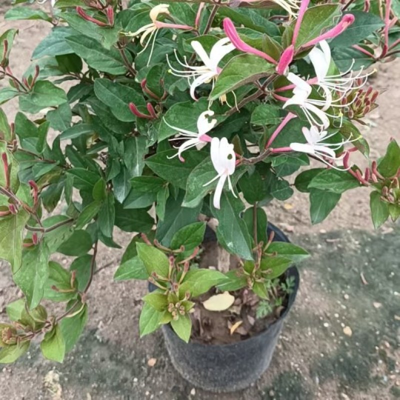 红色金银花苗。五彩金银花盆景苗。