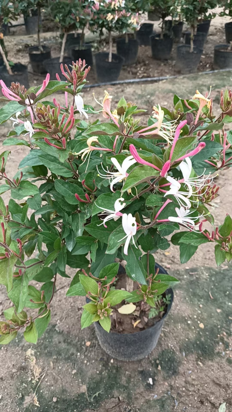 红色金银花苗。五彩金银花盆景苗。