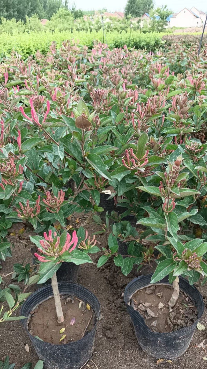 红色金银花苗。五彩金银花盆景苗。