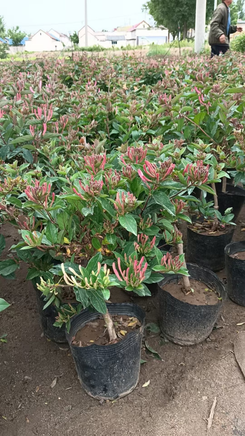 红色金银花苗。五彩金银花盆景苗。