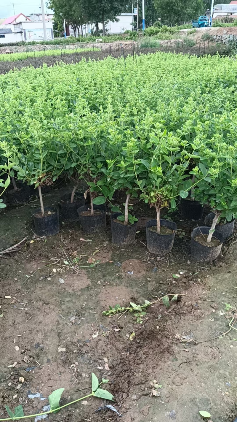 红色金银花苗。五彩金银花盆景苗。