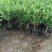 红色金银花苗。五彩金银花盆景苗。