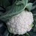 银松65松花菜种子早熟耐湿热65天青梗小米粒松花菜花椰菜