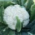 银松65松花菜种子早熟耐湿热65天青梗小米粒松花菜花椰菜