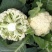 银松65松花菜种子早熟耐湿热65天青梗小米粒松花菜花椰菜