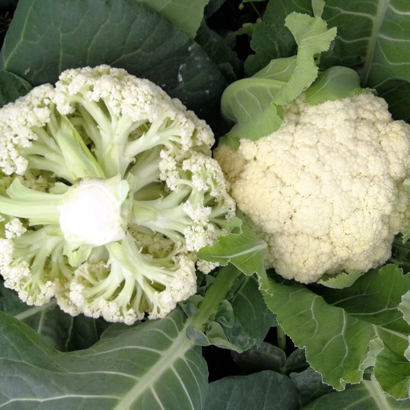银松65松花菜种子早熟耐湿热65天青梗小米粒松花菜花椰菜