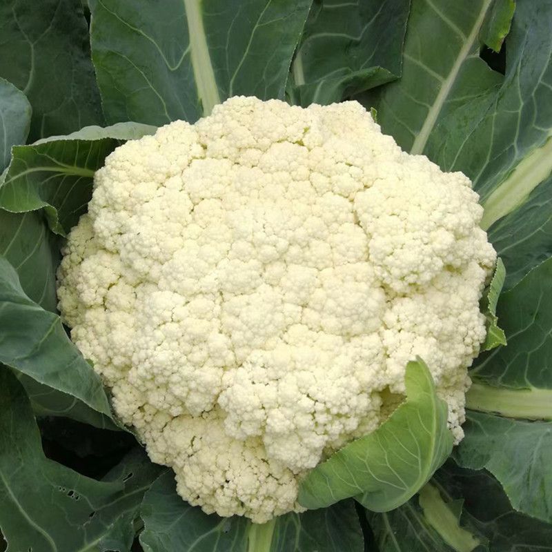 银松65松花菜种子早熟耐湿热65天青梗小米粒松花菜花椰菜