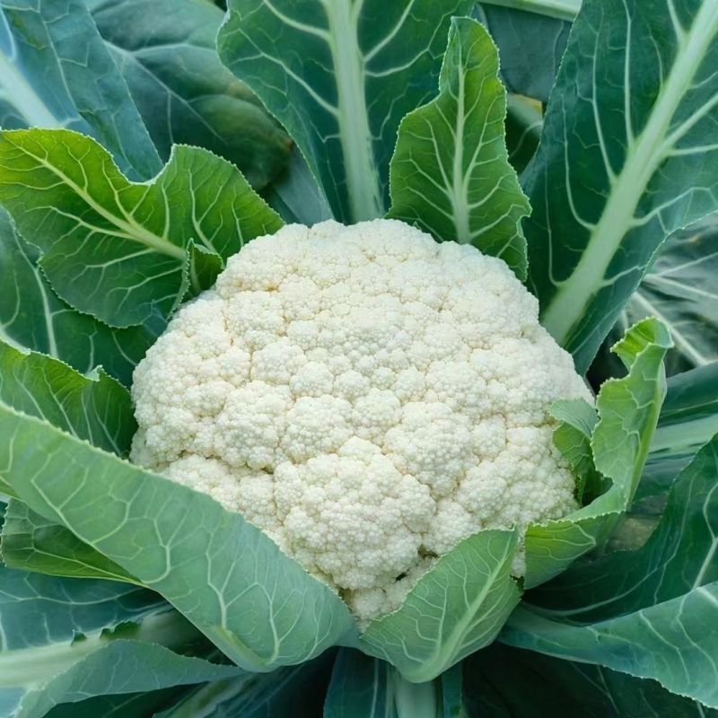 银松65松花菜种子早熟耐湿热65天青梗小米粒松花菜花椰菜
