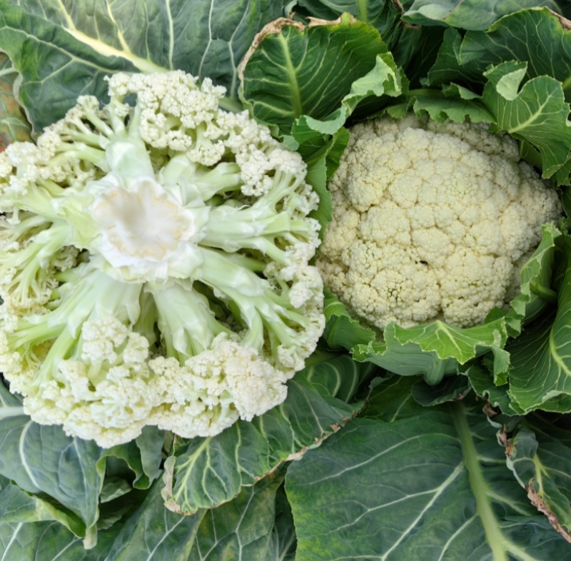 银松65松花菜种子早熟耐湿热65天青梗小米粒松花菜花椰菜