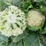 银松65松花菜种子早熟耐湿热65天青梗小米粒松花菜花椰菜