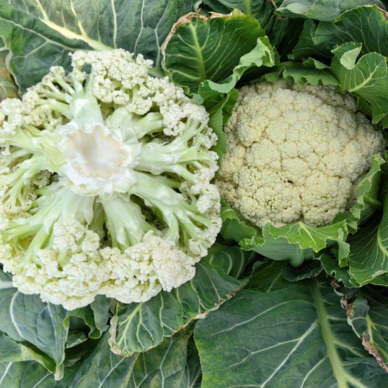 银松65松花菜种子早熟耐湿热65天青梗小米粒松花菜花椰菜